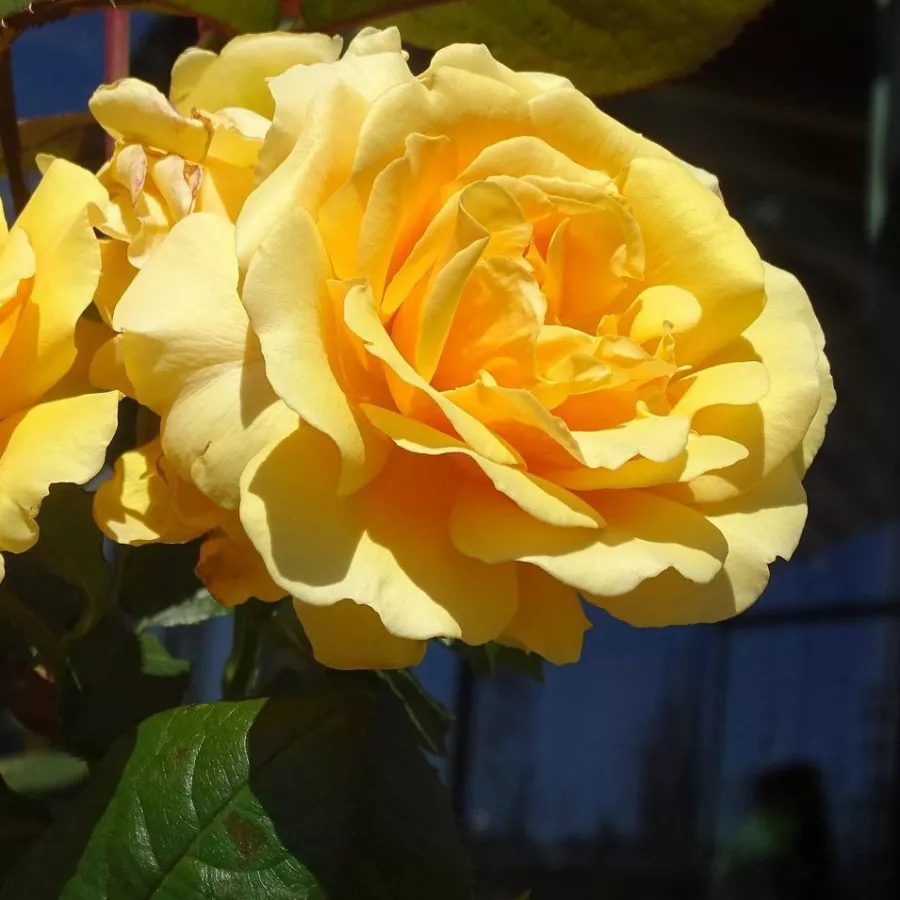 Vrtnica floribunda za cvetlično gredo - Roza - Cheerfulness - vrtnice online