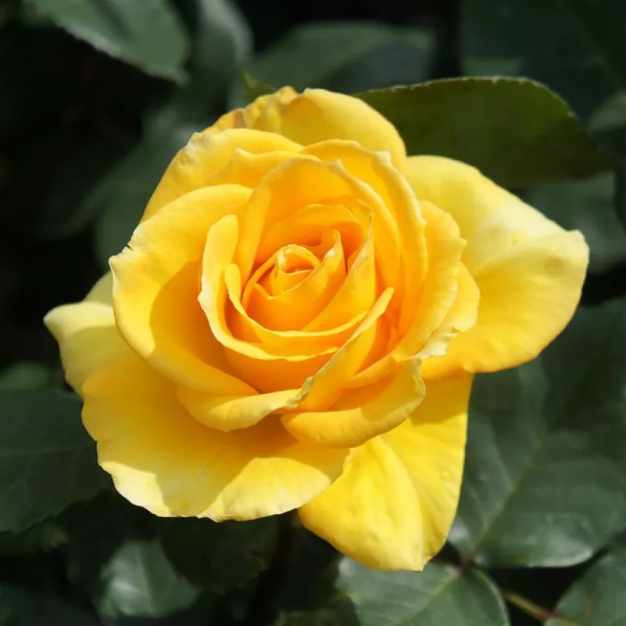 Sárga - Rózsa - Cheerfulness - online rózsa vásárlás