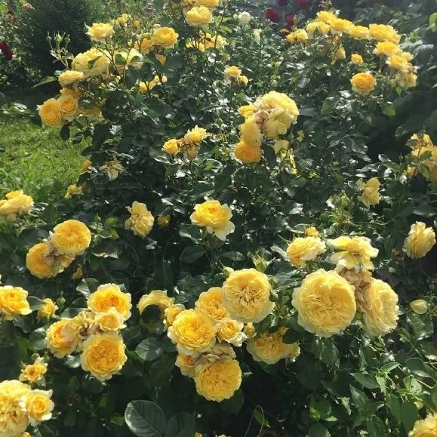 Tömvetelt virágú - Rózsa - Cheerfulness - online rózsa vásárlás
