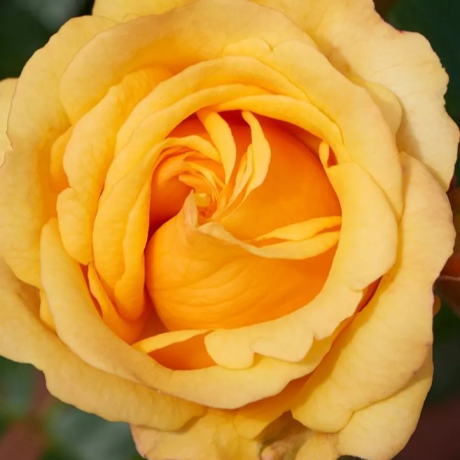 Discovered by - pharmaROSA® - Ruža - Cheerfulness - sadnice ruža - proizvodnja i prodaja sadnica