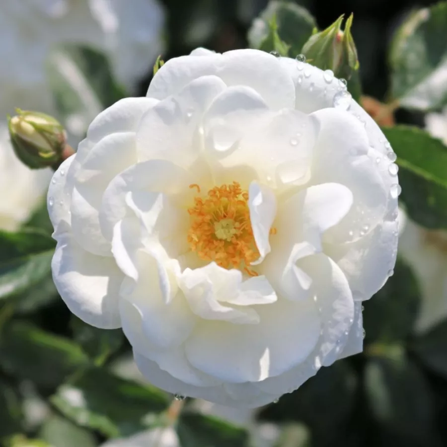Talajtakaró rózsa - Rózsa - Innocencia® - Online rózsa rendelés