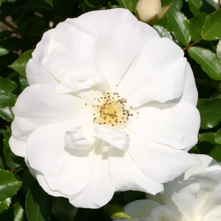 Fehér - Rózsa - Innocencia® - Online rózsa rendelés