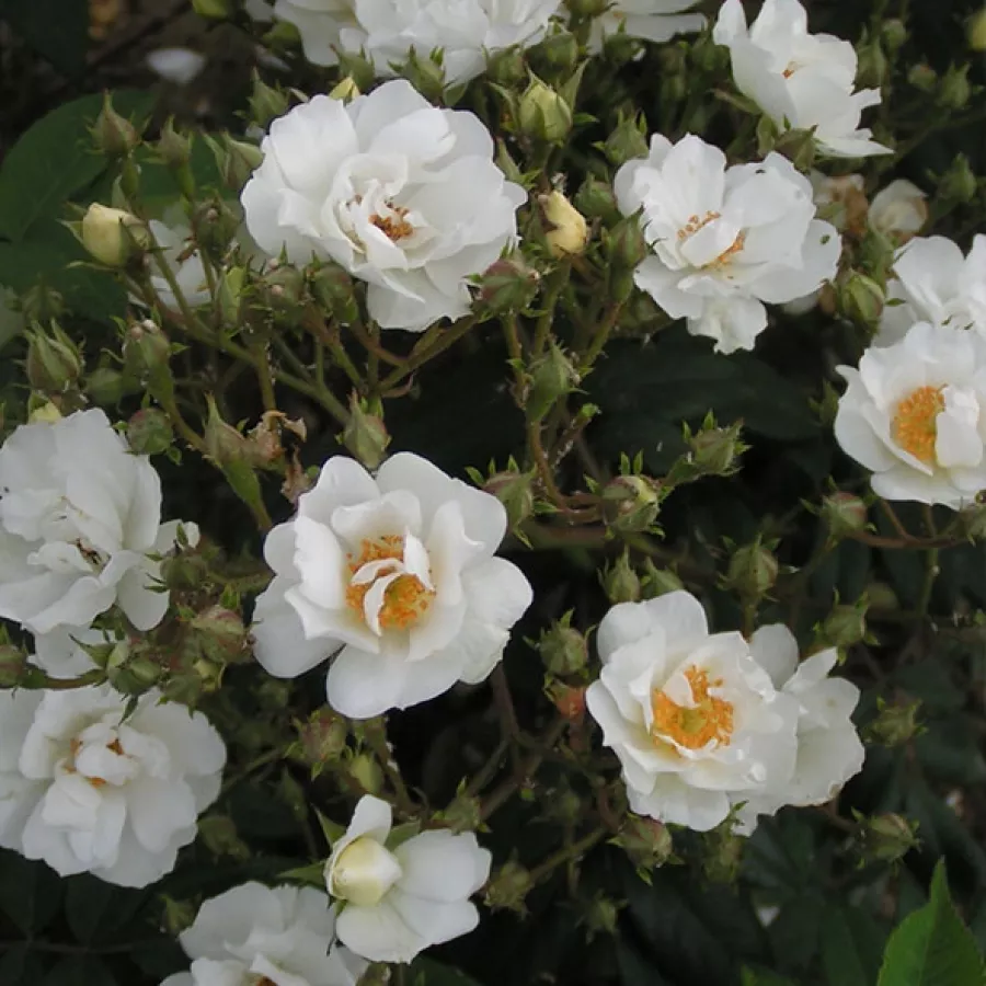 Diszkrét illatú rózsa - Rózsa - Innocencia® - Online rózsa rendelés