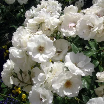 Fehér - talajtakaró rózsa - diszkrét illatú rózsa - orgona aromájú