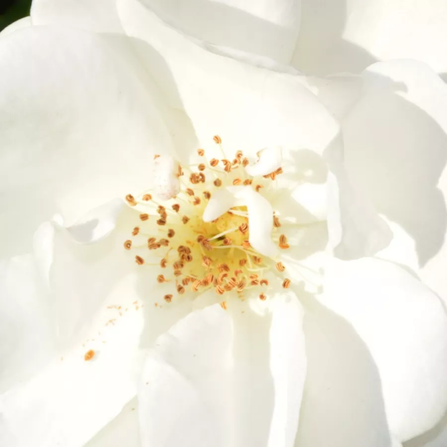 Ground cover, Shrub - Rosa - Innocencia® - Produzione e vendita on line di rose da giardino