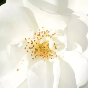 Online rózsa rendelés  - talajtakaró rózsa - fehér - diszkrét illatú rózsa - orgona aromájú - Innocencia® - (40-60 cm)