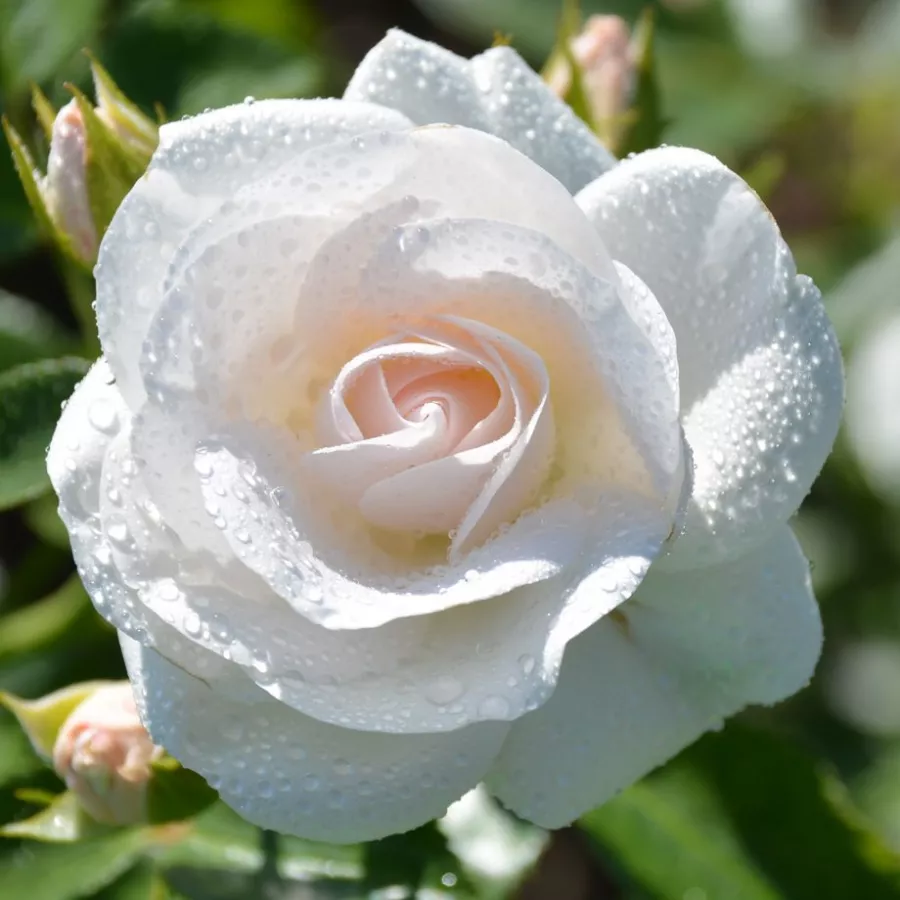 Blanco - Rosa - Innocencia® - rosal de pie alto