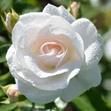Biely - stromčekové ruže - Rosa Innocencia® - mierna vôňa ruží - vôňa