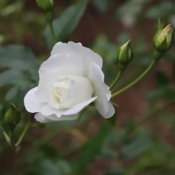 Rosa Innocencia® - blanche - Fleurs simples - rosier à haute tige - retombant