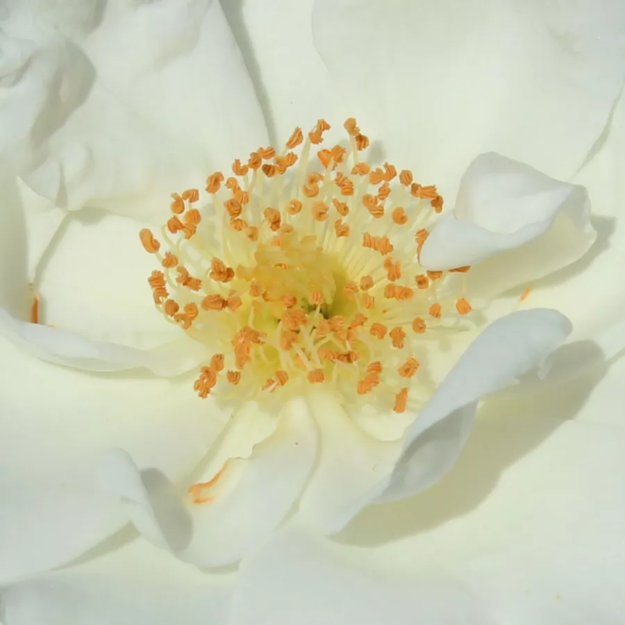 Csokros - Rózsa - Innocencia® - Kertészeti webáruház