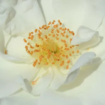 Rózsa rendelés online - fehér - szimpla virágú - magastörzsű rózsafa - Innocencia® - diszkrét illatú rózsa - orgona aromájú