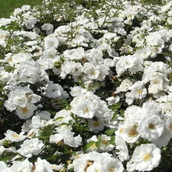 Fehér - szimpla virágú - magastörzsű rózsafa - diszkrét illatú rózsa - orgona aromájú