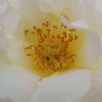 Rózsák webáruháza. - fehér - virágágyi floribunda rózsa - Irène Frain™ - diszkrét illatú rózsa - szegfűszeg aromájú - (60-70 cm)