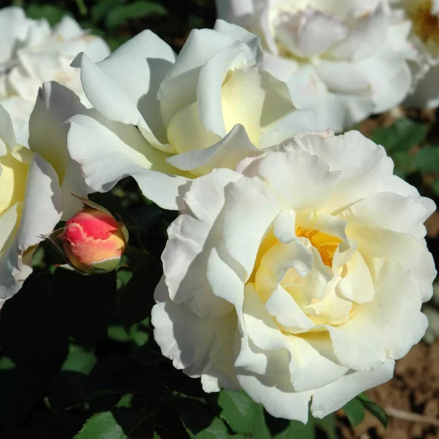 Fehér - Rózsa - Irène Frain™ - Online rózsa rendelés