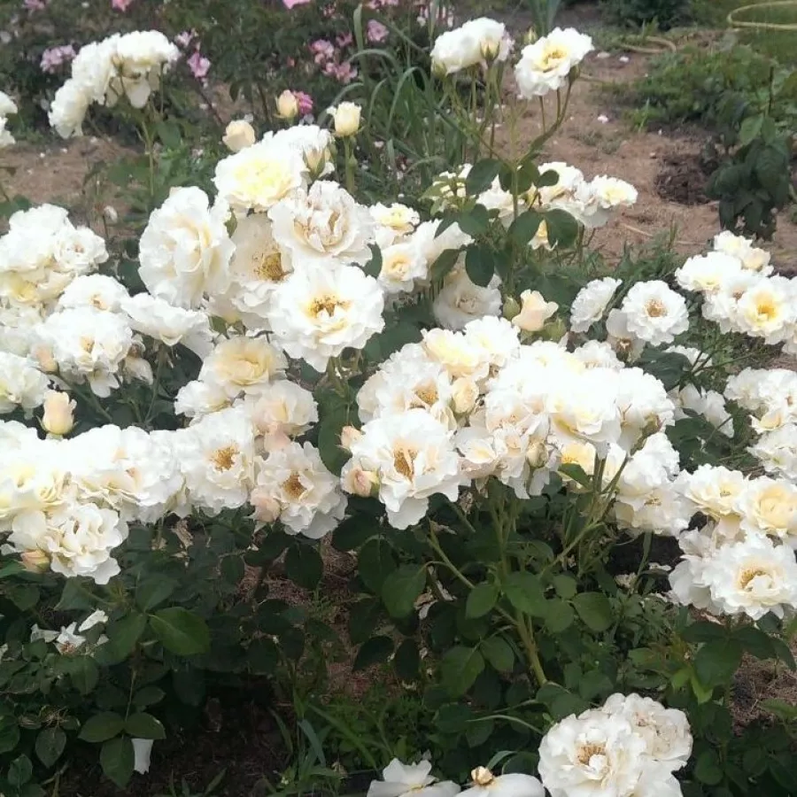 MASirfa - Rosa - Irène Frain™ - Produzione e vendita on line di rose da giardino
