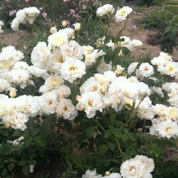 Krémfehér - virágágyi floribunda rózsa - diszkrét illatú rózsa - szegfűszeg aromájú