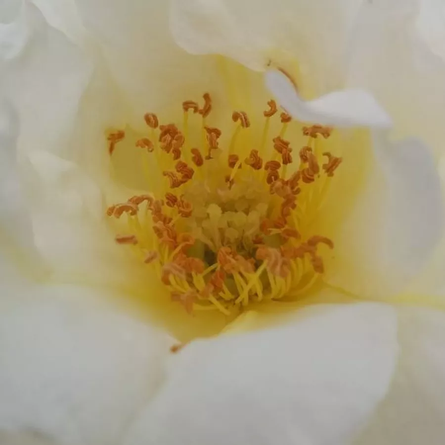 Floribunda, Shrub - Rosa - Irène Frain™ - Produzione e vendita on line di rose da giardino