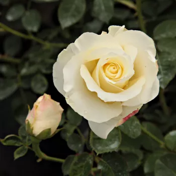 Rosa Irène Frain™ - blanco - árbol de rosas de flor simple - rosal de pie alto