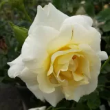 Záhonová ruža - floribunda - biely - Rosa Irène Frain™ - mierna vôňa ruží - klinčeková aróma