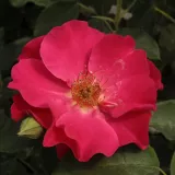 Vörös - virágágyi floribunda rózsa - Online rózsa vásárlás - Rosa Anna Mège™ - diszkrét illatú rózsa - mangó aromájú