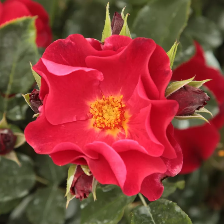 Virágágyi floribunda rózsa - Rózsa - Anna Mège™ - Online rózsa rendelés
