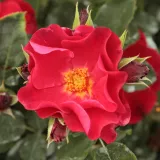 Floribunda ruže - crvena - diskretni miris ruže - Rosa Anna Mège™ - Narudžba ruža