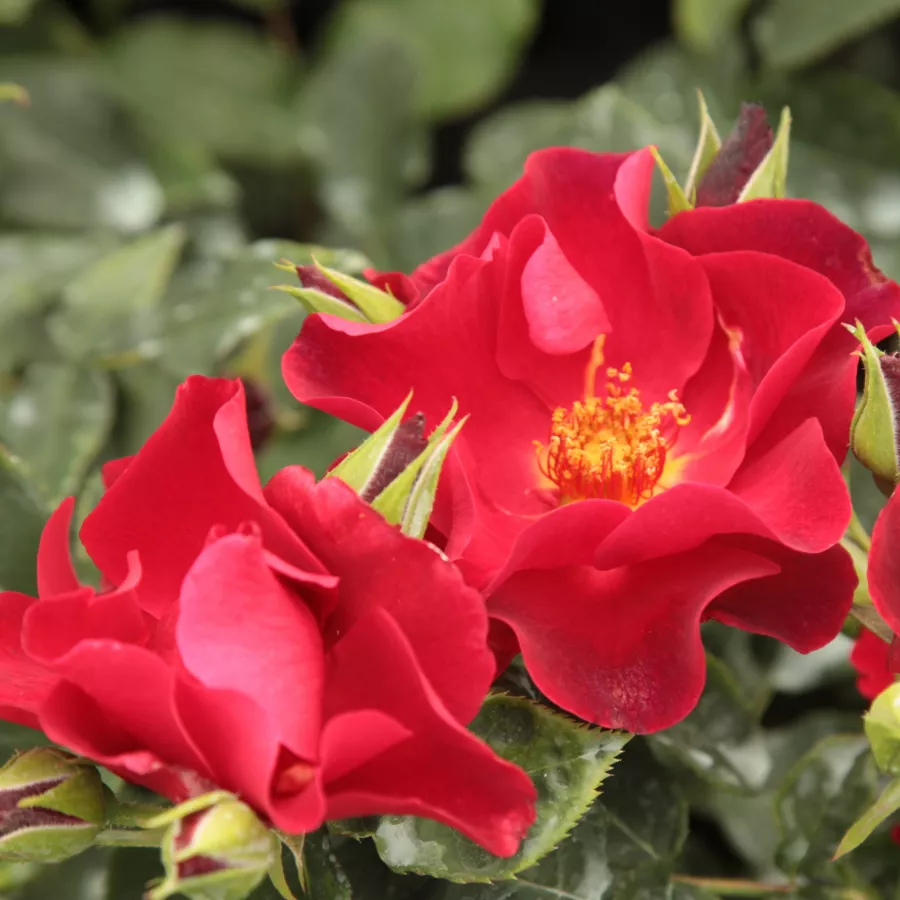 Rojo - Rosa - Anna Mège™ - Comprar rosales online