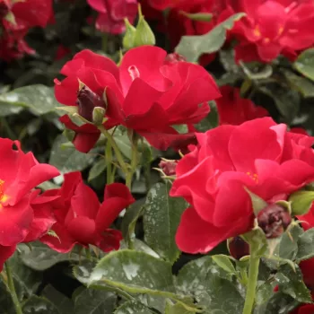 Rosa Anna Mège™ - červený - záhonová ruža - floribunda