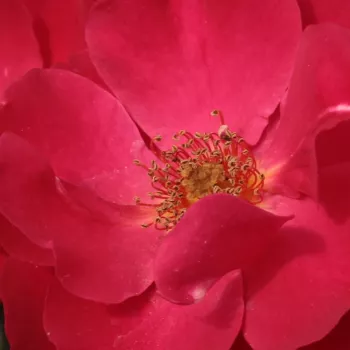 Rosen Gärtnerei - floribundarosen - rot - Rosa Anna Mège™ - diskret duftend - Dominique Massad - Ihre gruppenweise blühenden, etwas rüschigen Blüten sind sehr gut geeignet als Abschluss von Blumenbeeten.