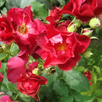 Rosa Anna Mège™ - vörös - magastörzsű rózsa - szimpla virágú