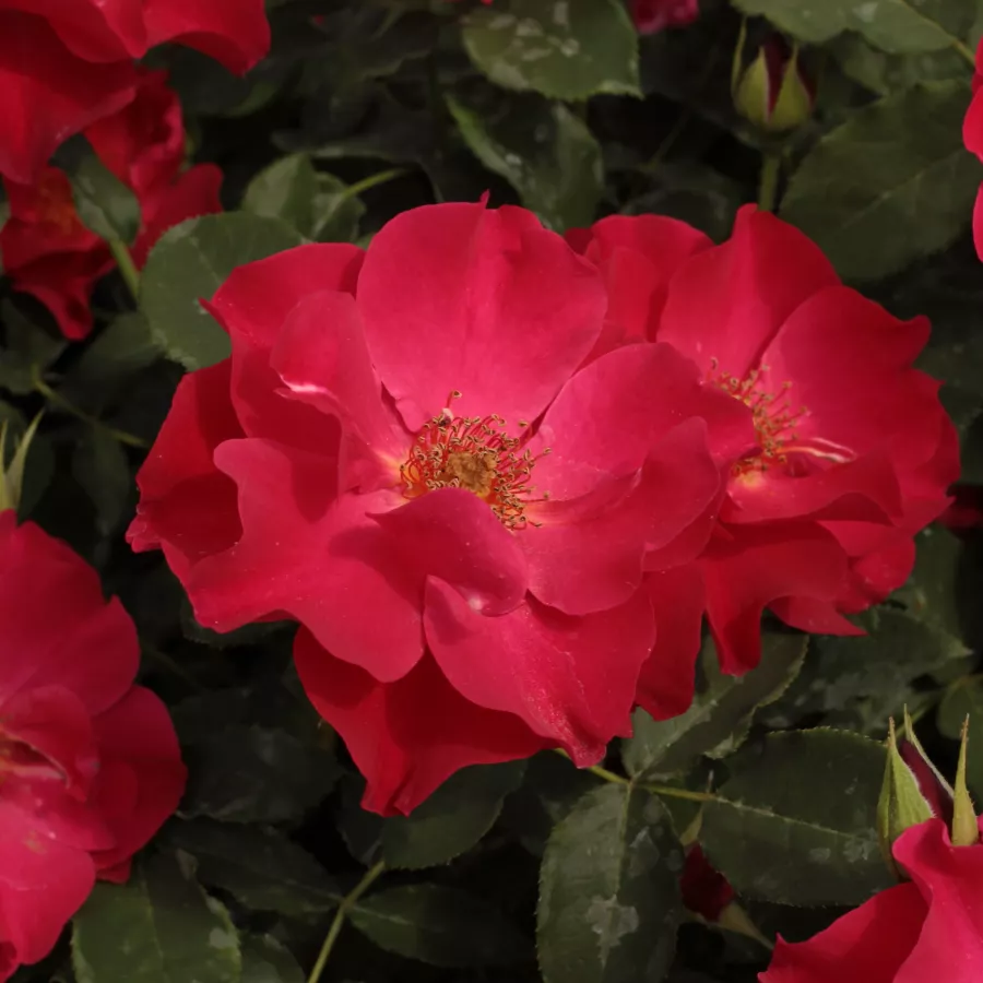 Trandafiri Floribunda - Trandafiri - Anna Mège™ - comanda trandafiri online
