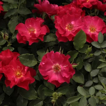 Piros - virágágyi floribunda rózsa - diszkrét illatú rózsa - mangó aromájú