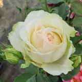 Teahibrid rózsa - intenzív illatú rózsa - alma aromájú - kertészeti webáruház - Rosa Kilian - fehér