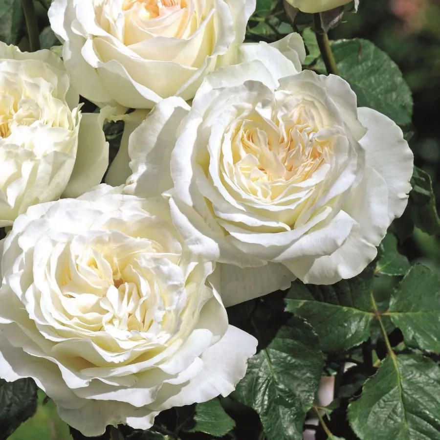Edelrosen - teehybriden - Rosen - Kilian - rosen online kaufen