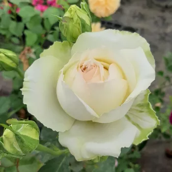 Rosa Kilian - weiß - edelrosen - teehybriden