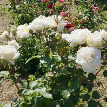 Kremowobiały - hybrydowa róża herbaciana - róża o intensywnym zapachu - zapach jabłka