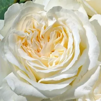 Sklep internetowy róż - hybrydowa róża herbaciana - róża o intensywnym zapachu - zapach jabłka - Kilian - biały - (80-120 cm)