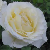 Fehér - teahibrid rózsa - Online rózsa vásárlás - Rosa Iris Honey - diszkrét illatú rózsa - gyöngyvirág aromájú