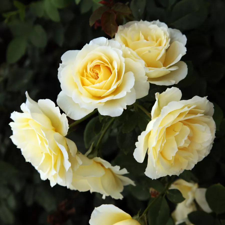 Biely - Ruža - Iris Honey - Ruže - online - koupit