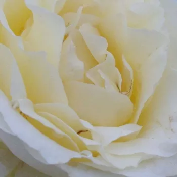 Ruže - online - koupit - čajohybrid - biely - mierna vôňa ruží - údolie - Iris Honey - (100-120 cm)