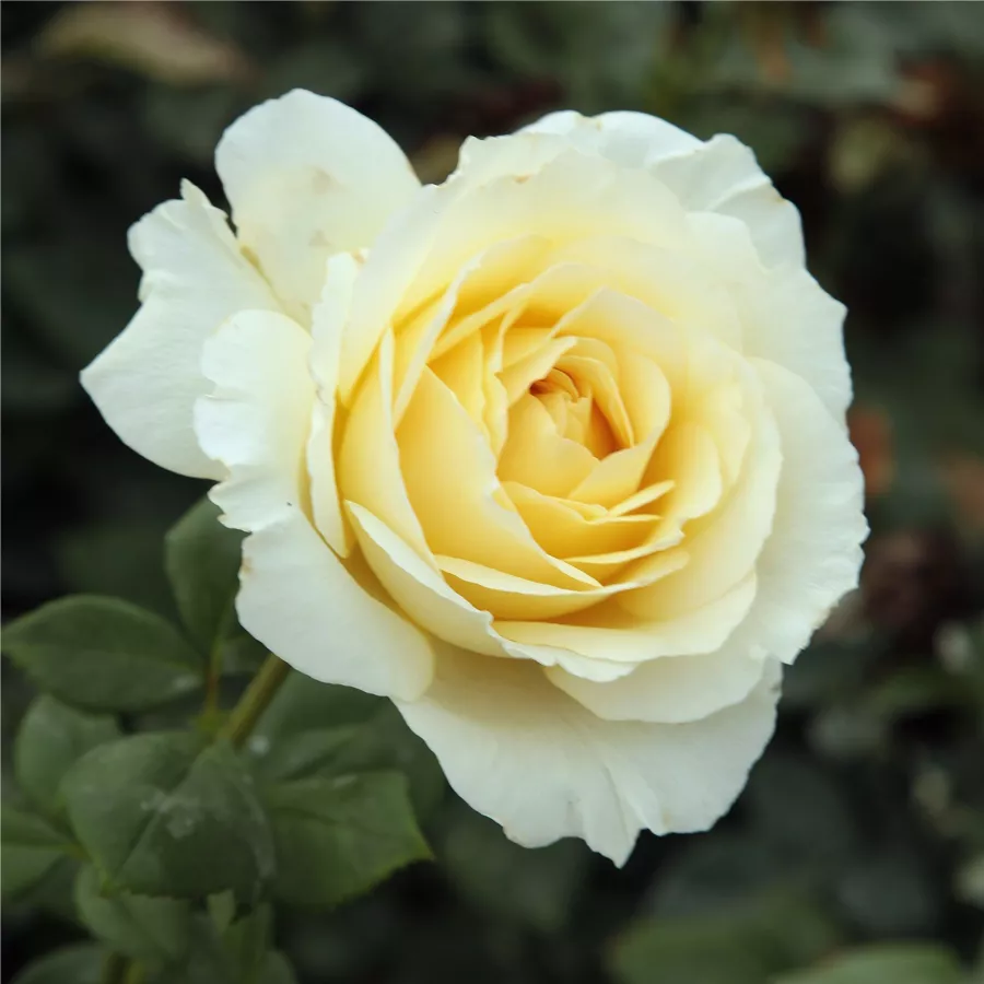 Trandafiri pomisor - Trandafir copac cu trunchi înalt – cu flori teahibrid - Trandafiri - Iris Honey - 