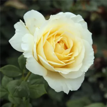 Rosa Iris Honey - biały - róża pienna - Róże pienne - z kwiatami hybrydowo herbacianymi