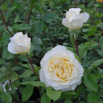 Máslová s jemně růžovým okrajem - stromkové růže - Stromkové růže s květmi čajohybridů