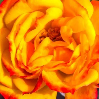 Online rózsa vásárlás - narancssárga - sárga - virágágyi floribunda rózsa - Irish Eyes™ - diszkrét illatú rózsa - alma aromájú - (75-80 cm)