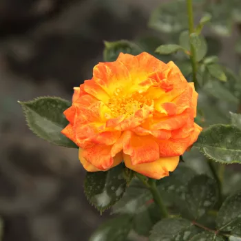 Rosa Irish Eyes™ - narancssárga - sárga - magastörzsű rózsa - csokros virágú