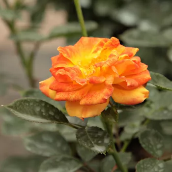 Narancssárga - sárga - magastörzsű rózsa - csokros virágú