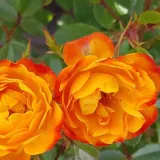 Portocaliu - galben - Trandafiri Floribunda - trandafir cu parfum discret - Rosa Irish Eyes™ - răsaduri și butași de trandafiri 