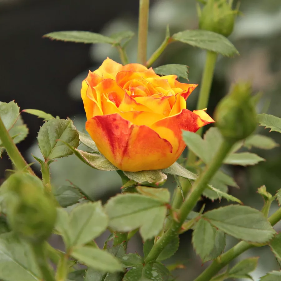 Trandafiri Floribunda - Trandafiri - Irish Eyes™ - răsaduri și butași de trandafiri 