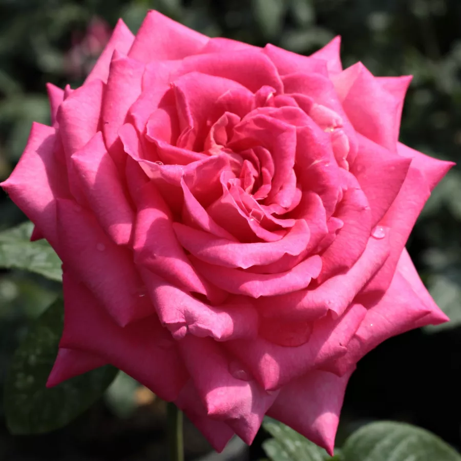 Rose Ibridi di Tea - Rosa - Isabel de Ortiz® - Produzione e vendita on line di rose da giardino