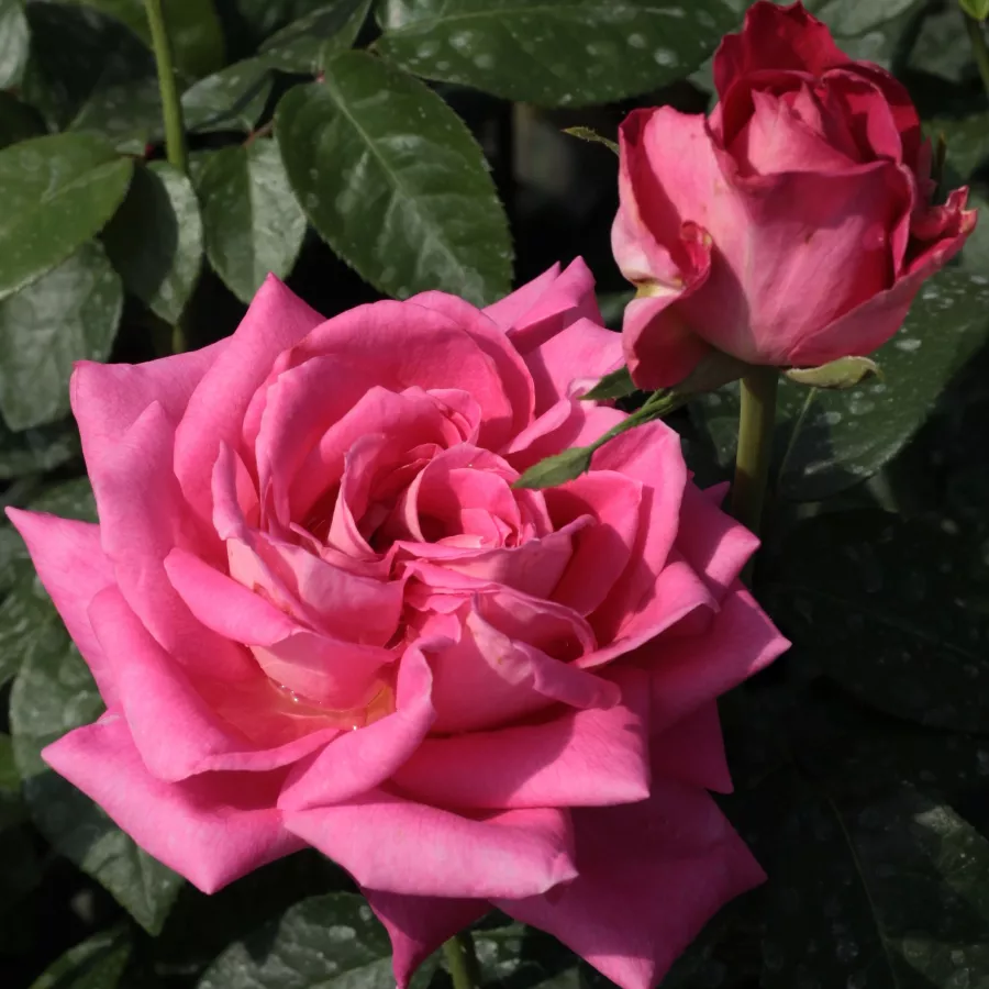 Różowy - Róża - Isabel de Ortiz® - Szkółka Róż Rozaria